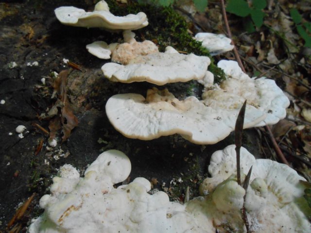 2013_07_26 4 fileminimizer